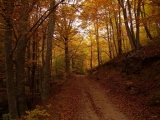 6950LA BALMA 7.JPG